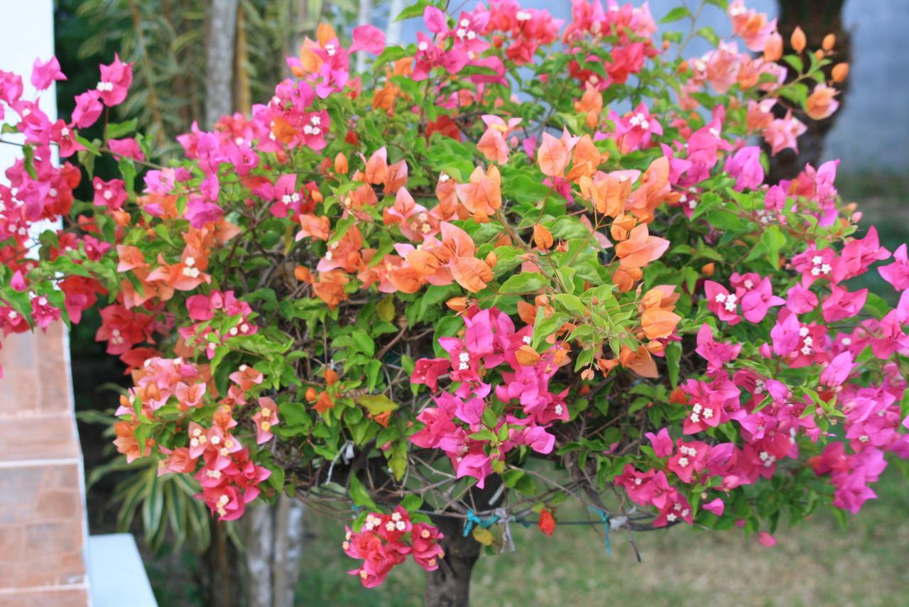 מלון Na Mueang Samui Le Reve מראה חיצוני תמונה